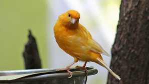 Seznam nejlepší přezdívky pro dívky a chlapce canary